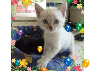 La nurserie du refuge des Amis des Bêtes à Aix les Bains