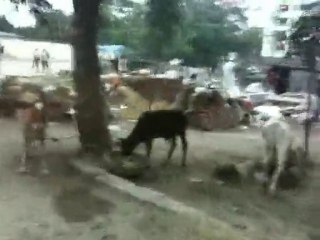 Vaches vivants avec les Gens en ville.