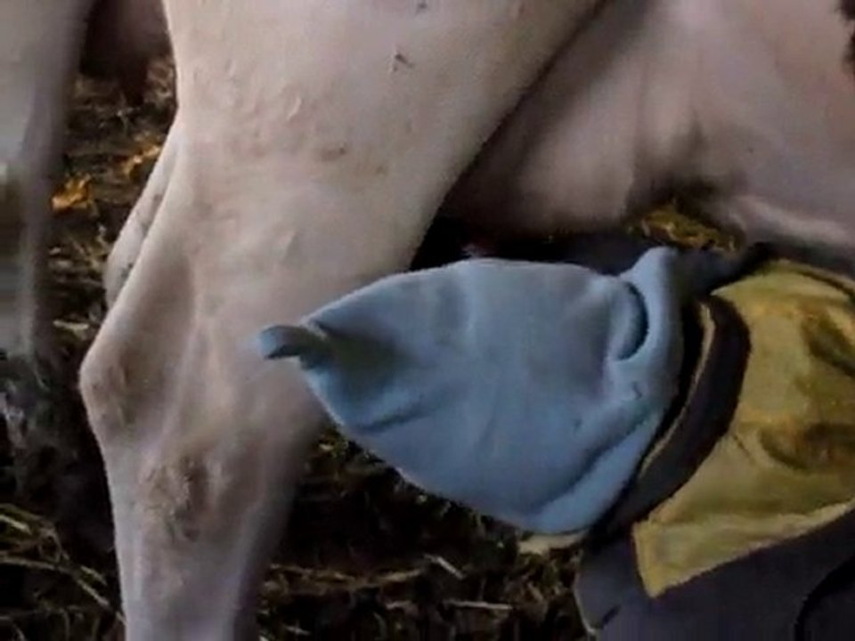 léo julian vaches 002