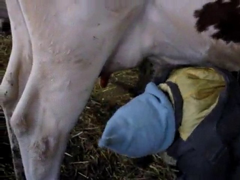 léo julian vaches 003