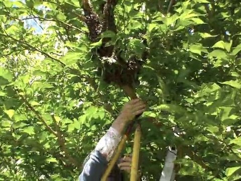 Abeillement votre !!! Essaim BOB (4/4 ) 18 mai 2010