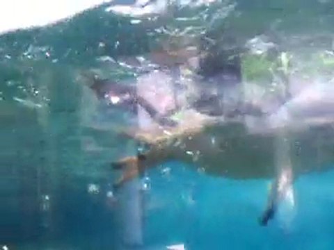 Penguins Swimming at Riverbanks Zoo