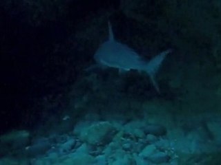 Face à face avec un requin gris