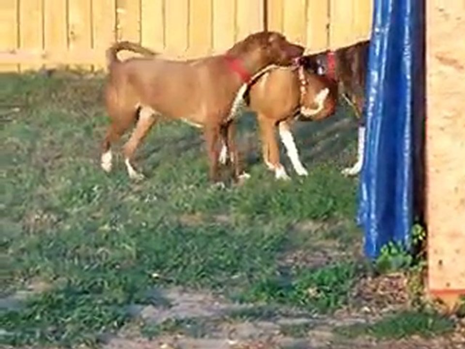 Boxers at Play