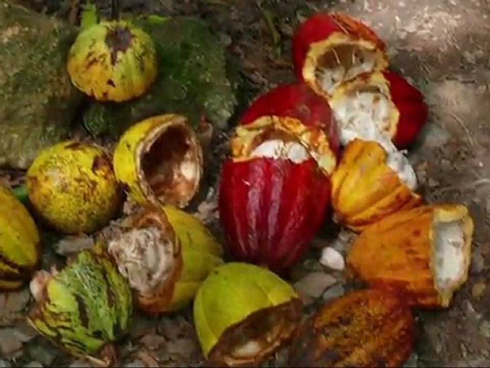 dark chocolate antioxidants and your brain