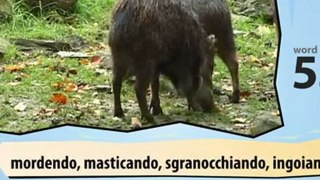 learn Italian-Learn with Italian jungle animals video