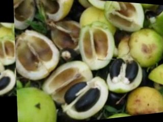 Everything You Ever Wanted To Know About jatropha biodiesel