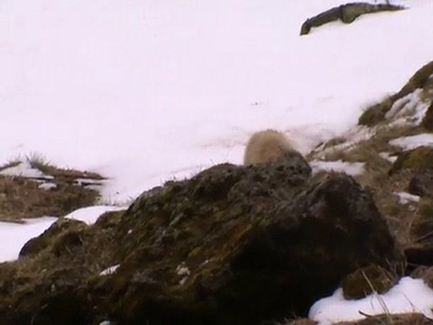 marmottes puy mary