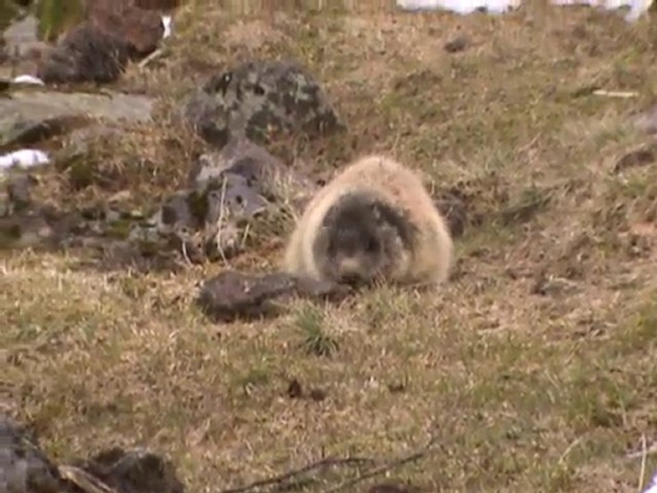 marmottes puy Mar
