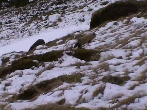 marmotte cirque puy Mary