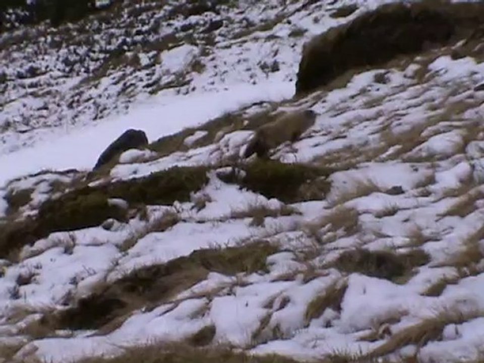 marmotte cirque puy Mary