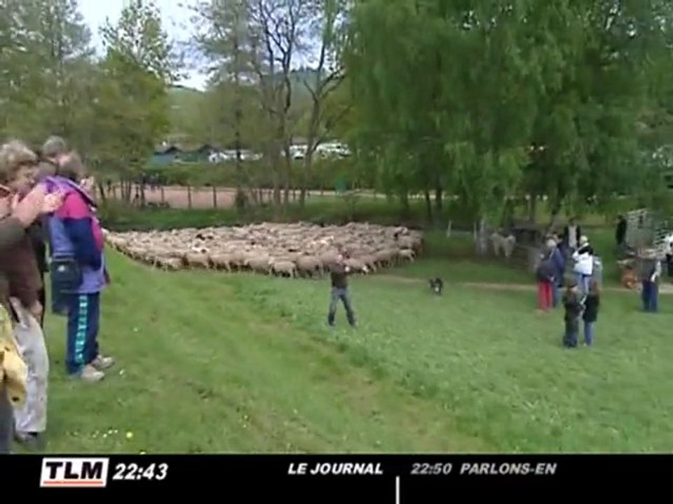 Allez tondre les moutons au lac des Sapins (Cublize)