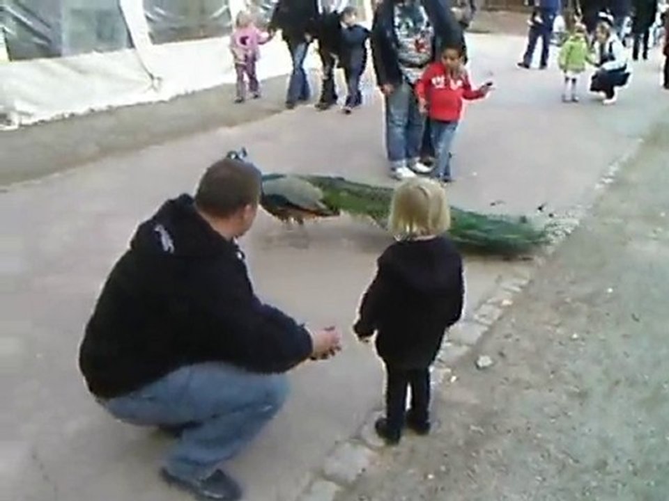 Manon et le paon