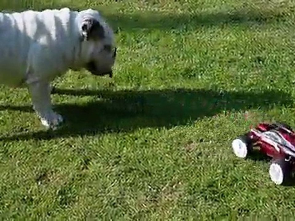 traxxas e-revo vxl + bulldog anglais