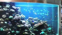 Dyrehandlere Sjælland Ishøj Aquaclean Aps