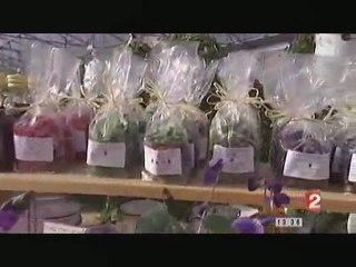 Culture de la violette