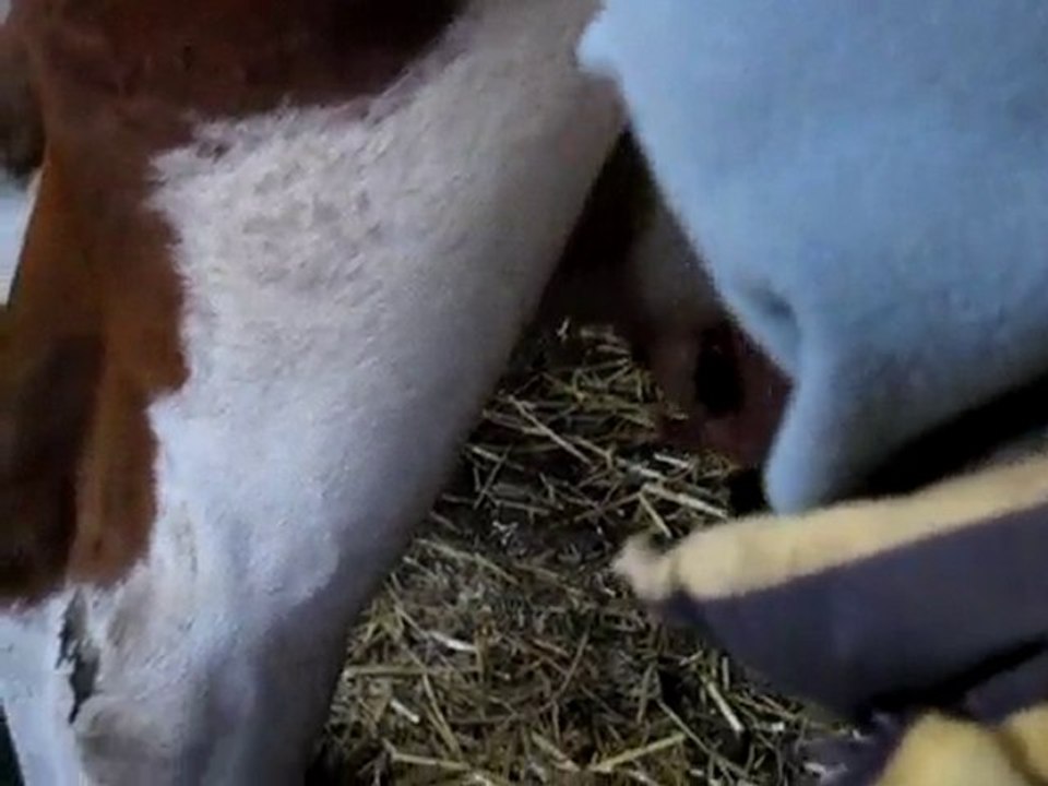 léo julian vaches 004