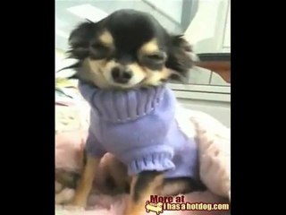 Il chihuahua che sorride
