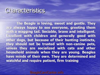 how to train beagles