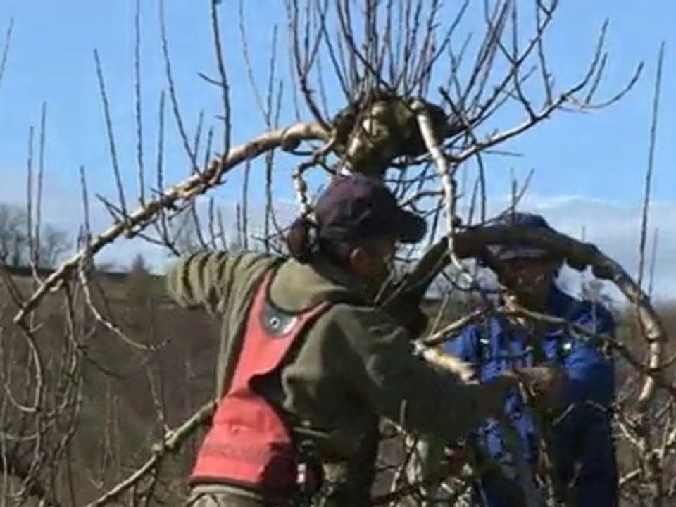Infaco - Electronic pruning shears F3010 in Orchards EN