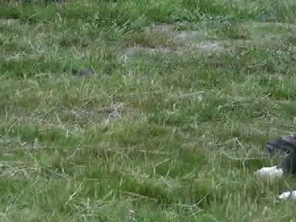 education canine boxer cecc