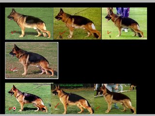 Lineas de Sangre Pastor Aleman