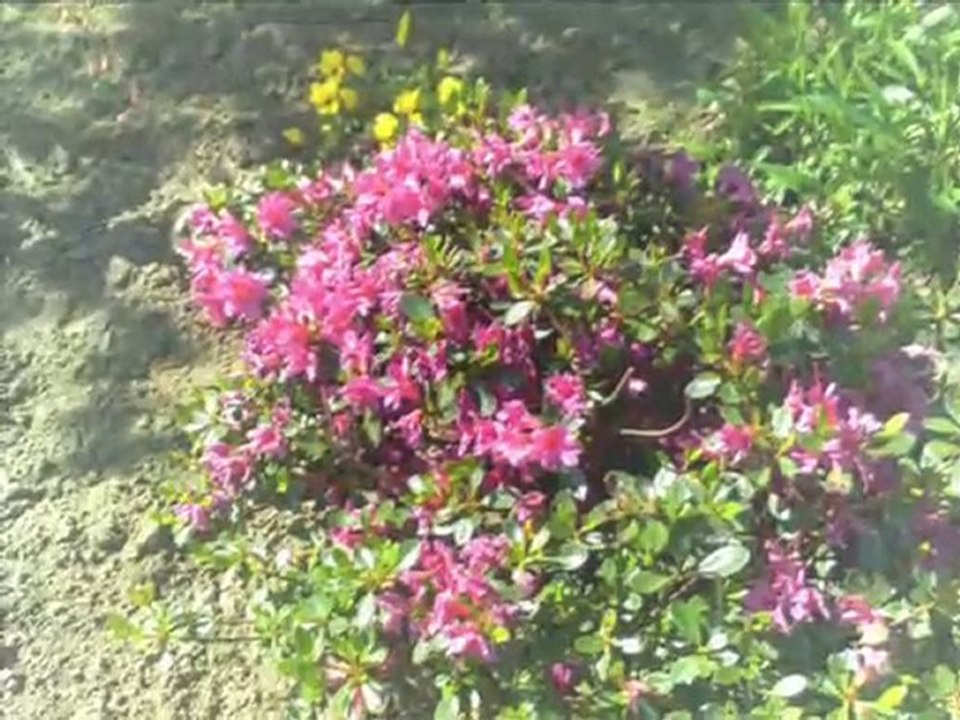 Les fleurs: un trésor de notre nature.