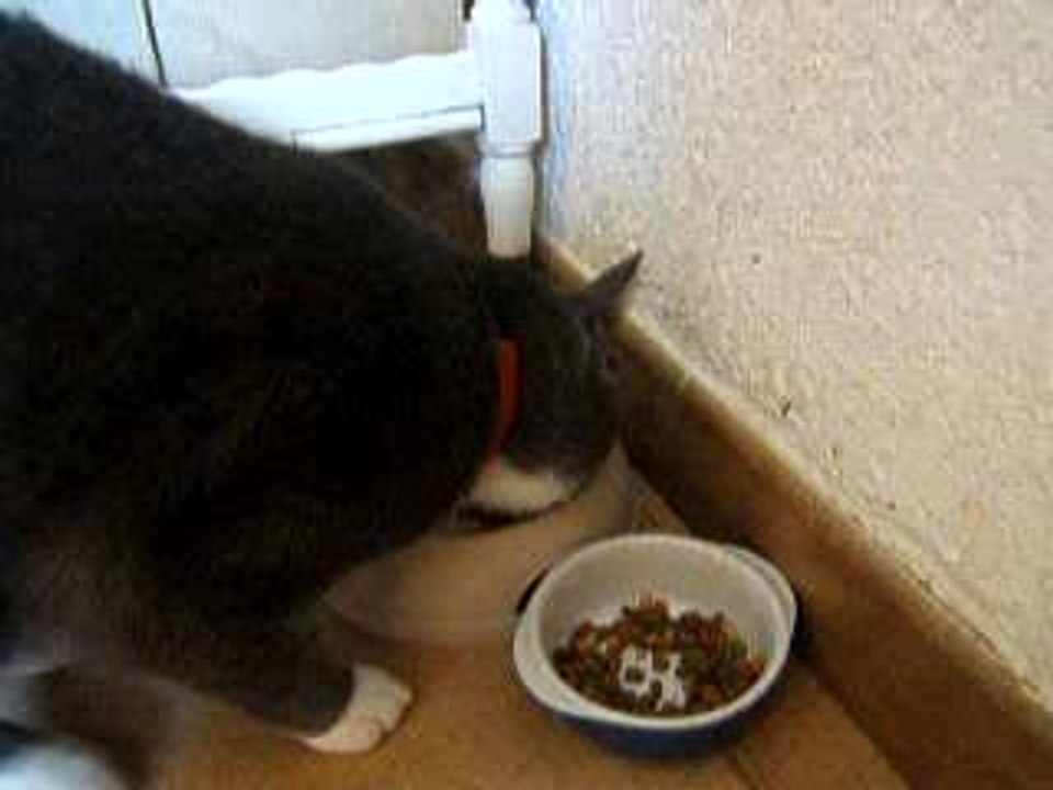 Ulysse mange