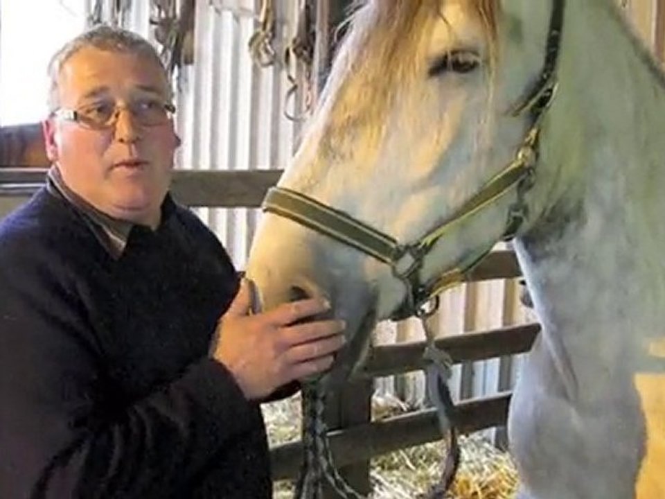 Sancourt: La belle histoire d'une jument sauvée de la noyade