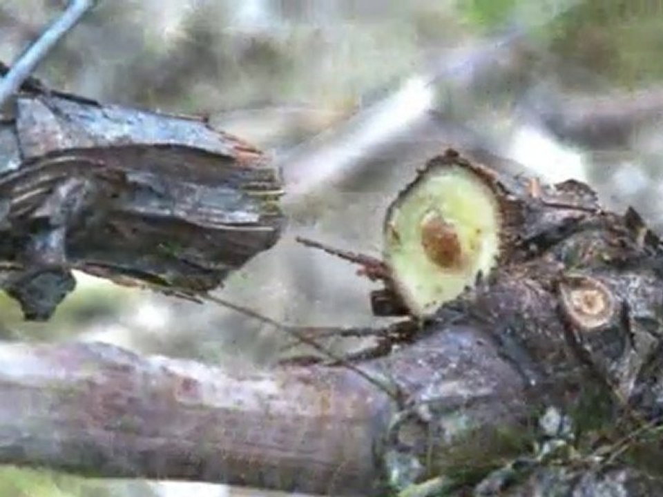 Infaco - Podadora electrónica F3010 en viticultura ES