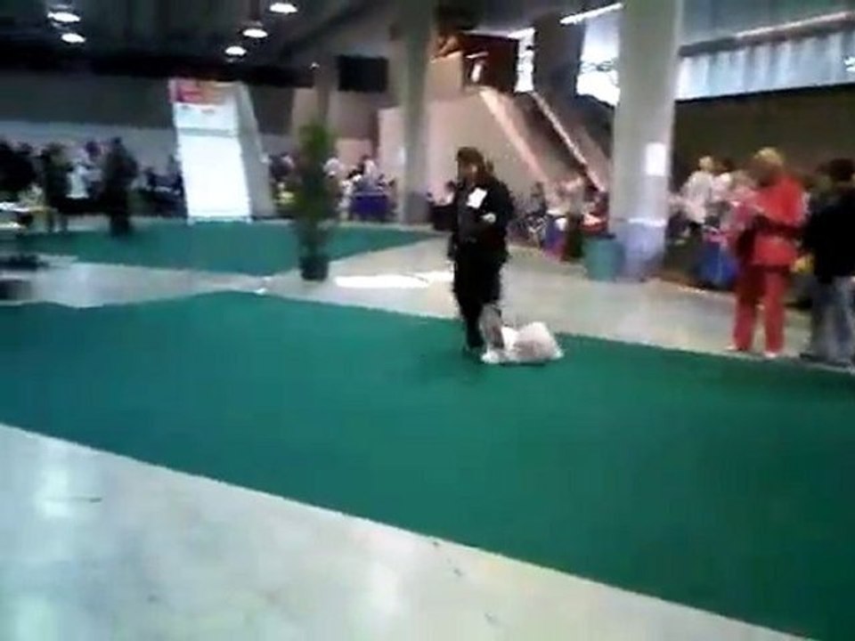 Exposition Canine 2010 CAC CACIB St Gallen ( Suisse).