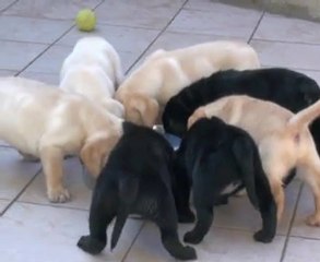 Chiot labrador 6° semaine Portée Caline 2010