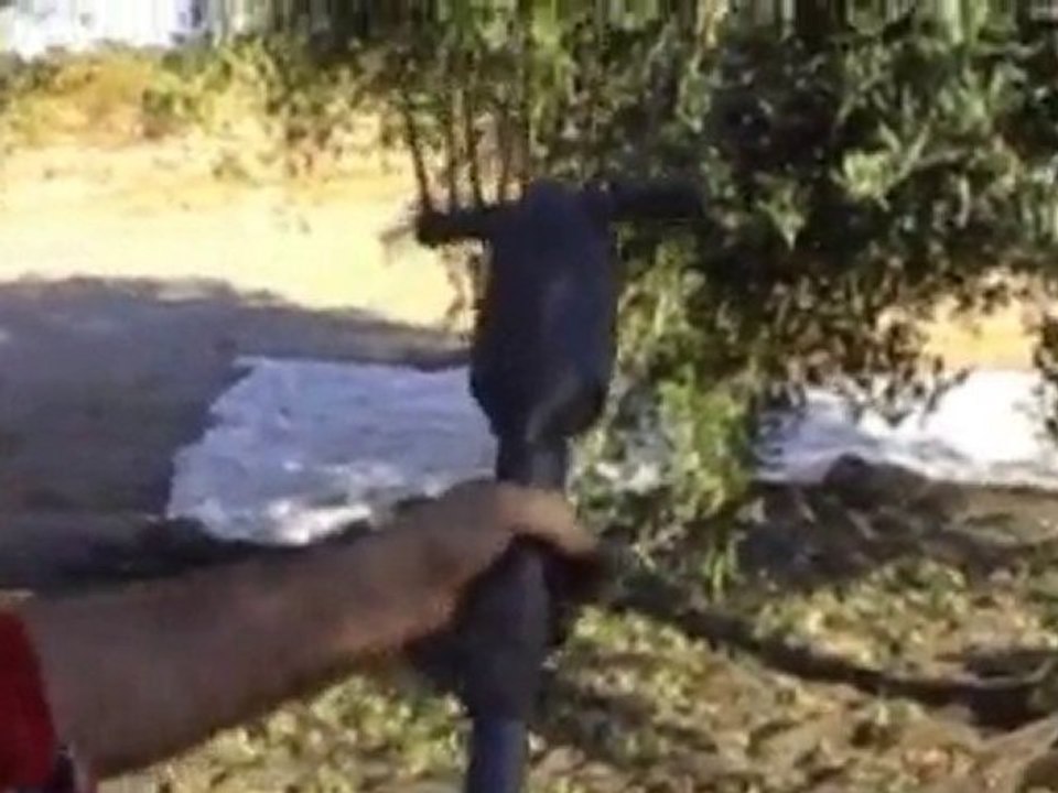 Infaco - Electroliv Scuotitore per olive elettrico IT