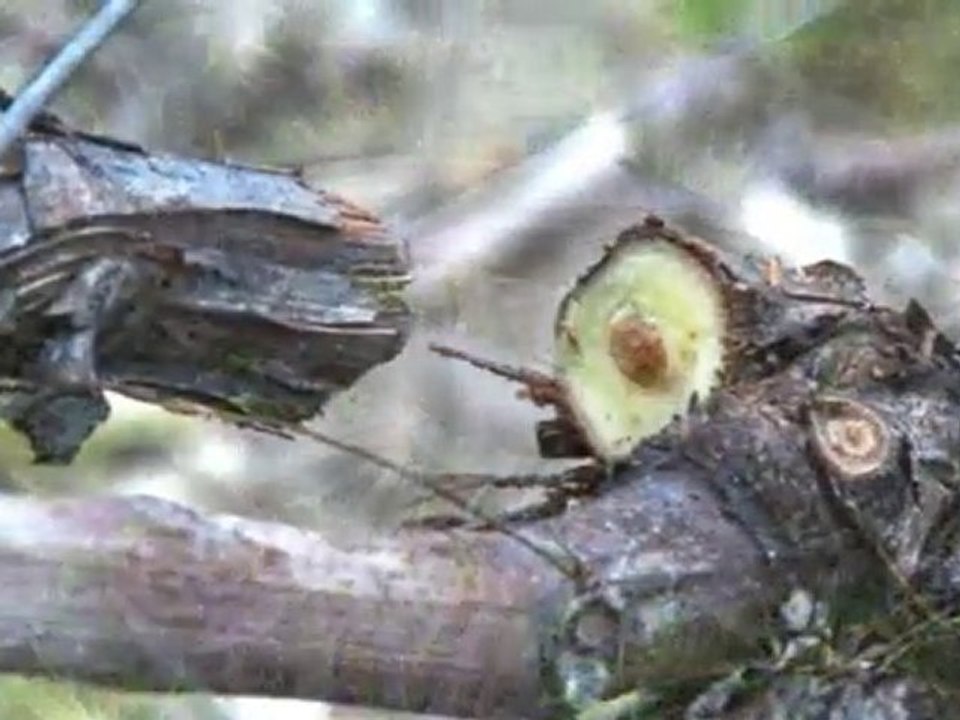 Infaco - Tesoura de podar electrónic F3010 em viticultura PT