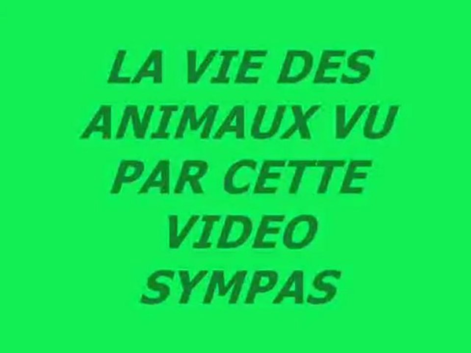 BLAGUE SUR LES ANIMAUX