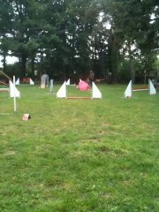 Début Agility Câline