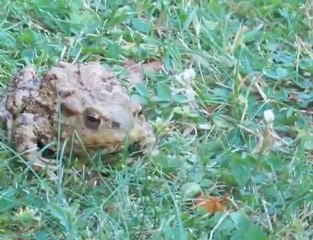 ACOLYTE CHOOSEN ONES Episode II : STRANGE DAYS EN STUDIO