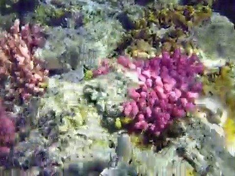 vacances 2010 - Mer Rouge : Merveilleuse ... n'est-ce pas?