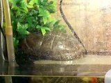 tortue qui fait son trou