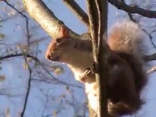 A squirrel in Kensington Gardens