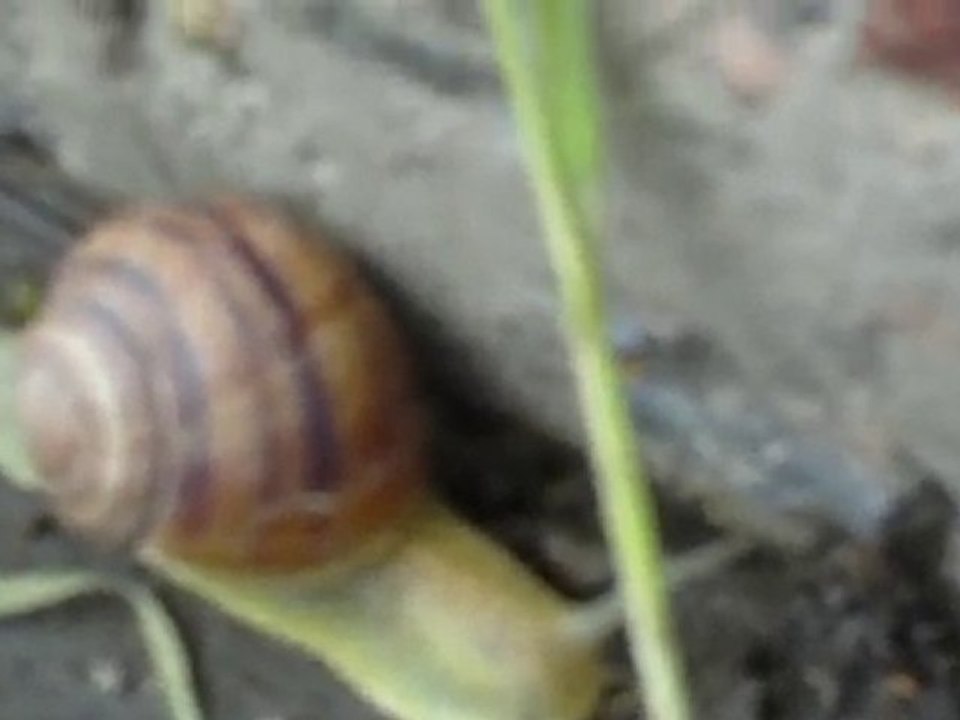Snail
