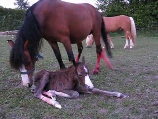 All You Need Is Kool mâle welsh section A