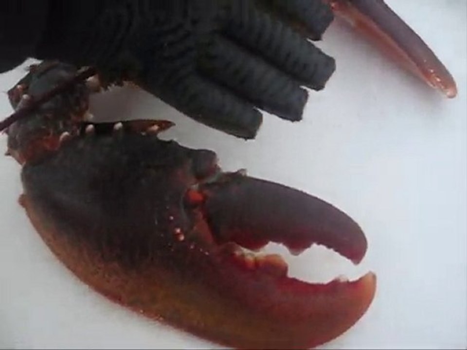 chasse sous marine en bretagne, le plombier de la mer