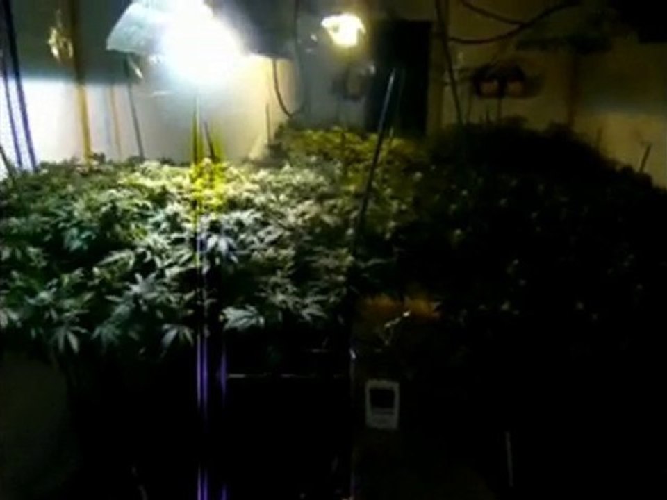 Biggest SCROG grow EVER! scrog MASTER