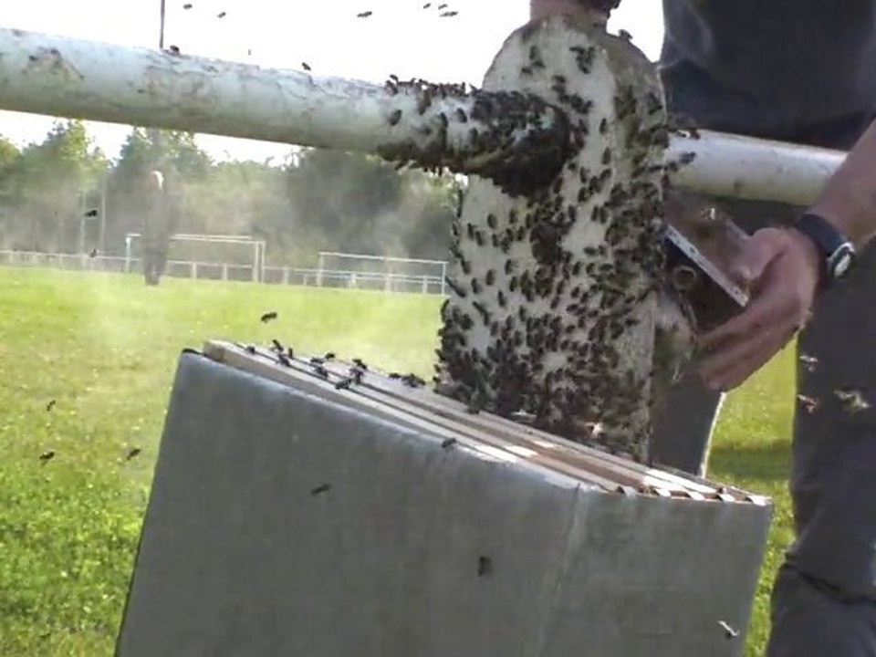 Les abeilles jouent au foot a Pechbonieux