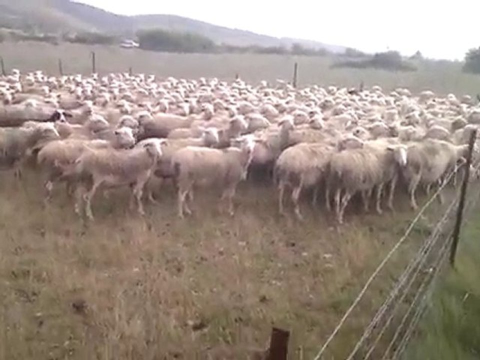 Moumout