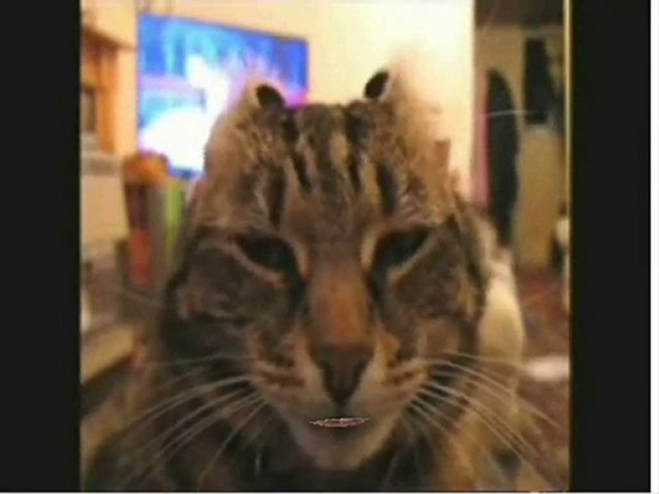 dramatic cat  dramatic pig  The Sneezing Baby Panda  funny c