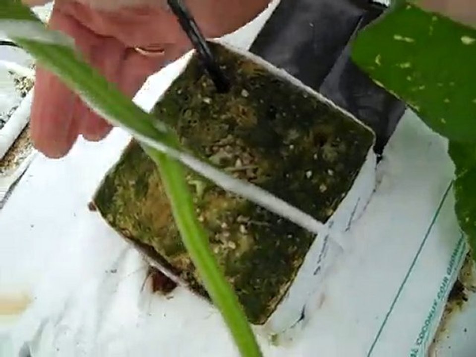 How to plant cucumbers in a greenhouse (2nd crop)