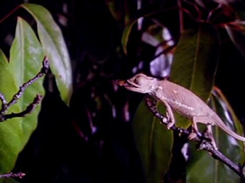 bukalemun süper ▬ daha fazlası için link videonun altındadır