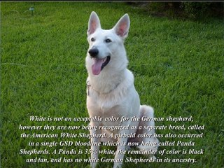 long coat german shepherd